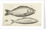 Carp and whitefish by Nicolaes de Bruyn