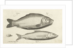 Carp and whitefish by Nicolaes de Bruyn