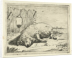 Lying pig by Paulus Potter