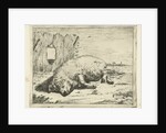 Lying pig by Paulus Potter