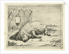 Lying pig by Paulus Potter