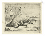 Lying pig by Paulus Potter