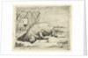 Lying pig by Paulus Potter