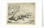 Lying pig by Paulus Potter