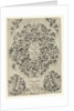 Title Journal: Looff-werck Boeck Seer Constich Geteijckent by Claes Jansz. Visscher II