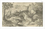 Three hens and two roosters by Nicolaes de Bruyn