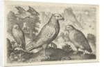 Eagle and other birds of prey by Nicolaes de Bruyn