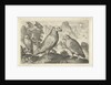 Eagle and other birds of prey by Nicolaes de Bruyn