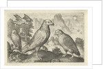 Eagle and other birds of prey by Nicolaes de Bruyn