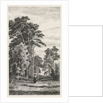 Dennenlaan by Alexander Mollinger