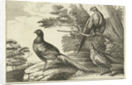 Three pheasants by Francis Barlow