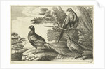 Three pheasants by Francis Barlow