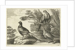 Three pheasants by Francis Barlow