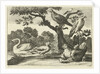 Swan, hen with chicks and other birds by Francis Barlow