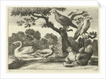 Swan, hen with chicks and other birds by Francis Barlow