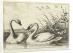 Two swans by Francis Barlow