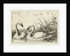 Two swans by Francis Barlow