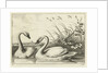 Two swans by Francis Barlow