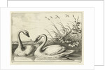 Two swans by Francis Barlow