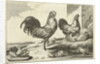 Chicken, roosters and chicks by Francis Barlow