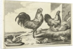 Chicken, roosters and chicks by Francis Barlow