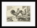 Chicken, roosters and chicks by Francis Barlow