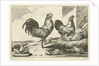 Chicken, roosters and chicks by Francis Barlow