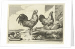 Chicken, roosters and chicks by Francis Barlow