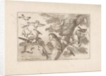 Owl and other birds in a tree by Pieter Schenk I