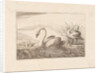 Swans by Pieter Schenk I