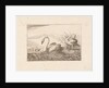 Swans by Pieter Schenk I