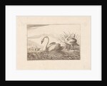 Swans by Pieter Schenk I