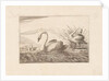 Swans by Pieter Schenk I