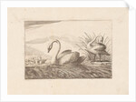Swans by Pieter Schenk I