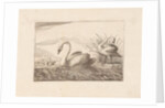 Swans by Pieter Schenk I