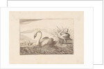 Swans by Pieter Schenk I