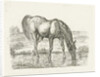 Drinking horse by Jan Dasveldt