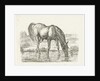 Drinking horse by Jan Dasveldt