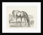 Drinking horse by Jan Dasveldt