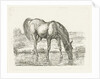 Drinking horse by Jan Dasveldt