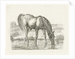 Drinking horse by Jan Dasveldt