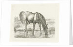 Drinking horse by Jan Dasveldt