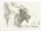 Lying goat by Jan Dasveldt