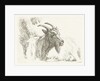 Lying goat by Jan Dasveldt