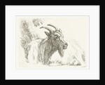 Lying goat by Jan Dasveldt