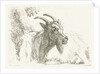 Lying goat by Jan Dasveldt