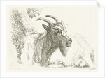 Lying goat by Jan Dasveldt