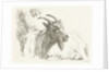 Lying goat by Jan Dasveldt