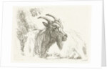 Lying goat by Jan Dasveldt