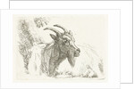 Lying goat by Jan Dasveldt